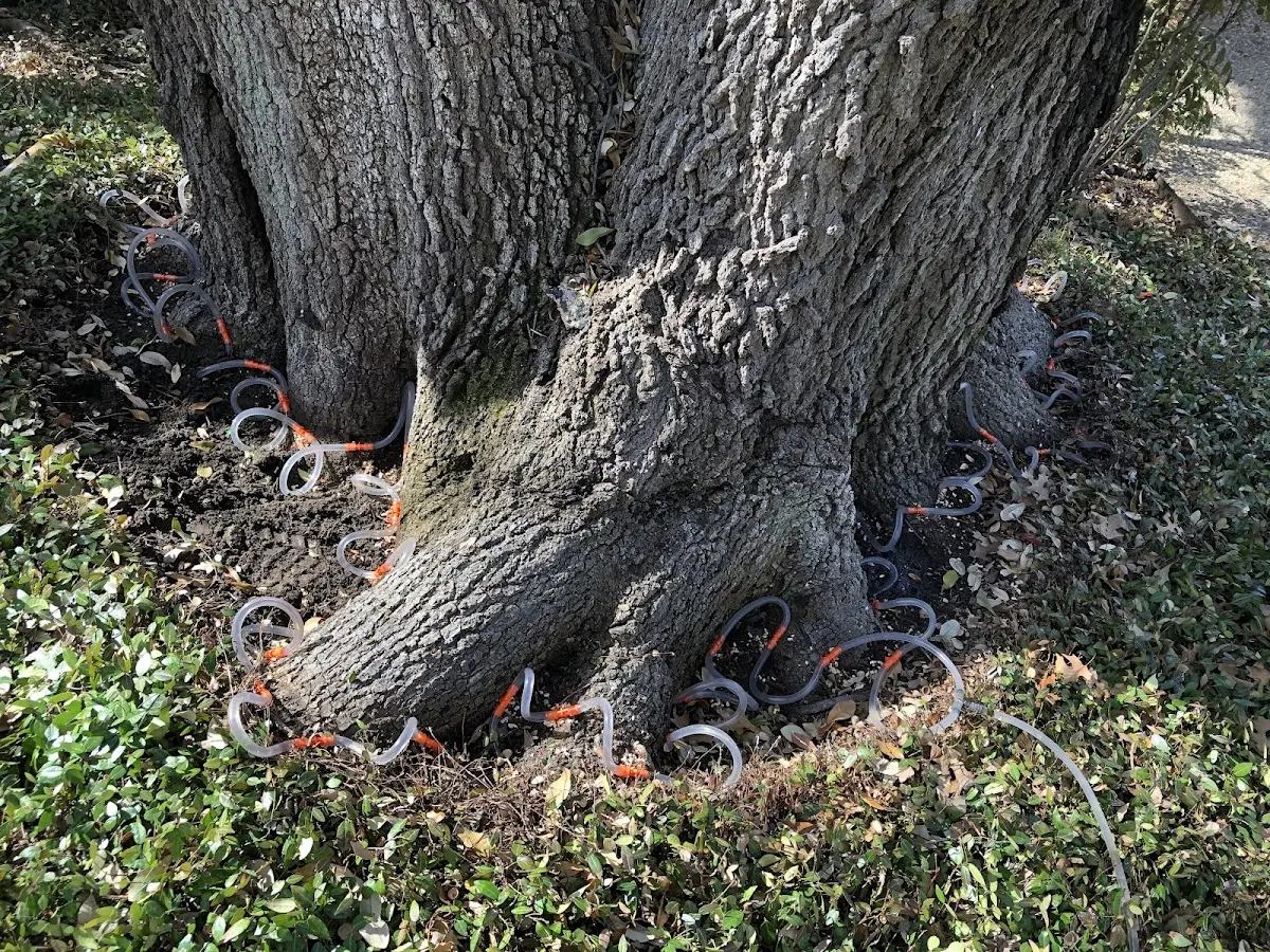 Detailed Tree Cabling and Bracing job site in Miles